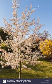 Instead, these trees are valued for their lovely spring blossoms, small, bright fruit and compact form. Image Result For Amelanchier Arborea Robin Hill Small Garden Trees Uk Small Garden Uk Small Trees For Garden