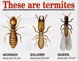 Ants and other common household pests are no match for the professionals here at big blue bug solutions. Bugs R Us Laplace Louisiana Facebook