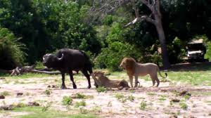 Image result for LIONS ARE LAZY HUNTING