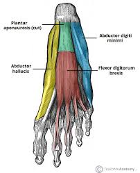 This section explores the different types of muscles in our body and their involvement in sporting activities. Muscles Of The Foot Dorsal Plantar Teachmeanatomy