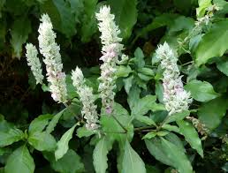 Image result for Justicia betonica