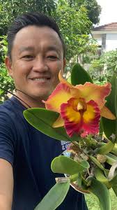 Good morning dear friends Cattleya chamtong fancy