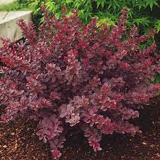 Small berries add winter interest. Plant Barberry Royal Burgundy Garden Shrubs Evergreen Plants Shrubs