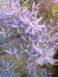 Image result for Tetradenia