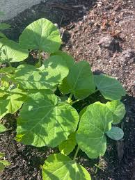 Image result for Eureiandra sp. A