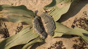 Image result for Welwitschiella