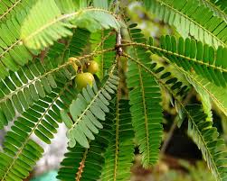 Image result for Phyllanthus paxii