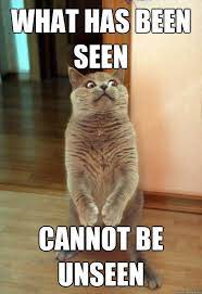 What Has Been Seen Cannot Be Unseen Funny Cat Captions Funny Cat Memes Funny Cat Photos
