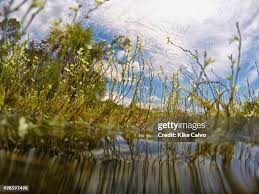 Image result for Chironia flexuosa