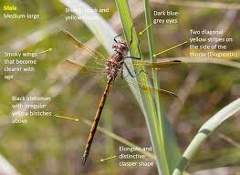 Image result for Laggera gracilis