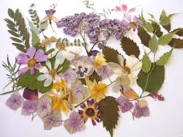We did not find results for: Pressed Flowers For Crafts Mixed Pack Pressed Flower Art Dried Pressed Flower Art Dry Flowers Dried Flowers Art Modern Botanical Art Flower Art Pressed Flower Art Pressed Flowers