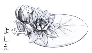 Water Lily Nymphaeaceae By Kou Kagerou Jpg 900 521 Water Lily Drawing Lilies Drawing Pencil Drawings Of Flowers