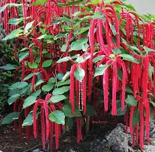 Image result for Acalypha ornata