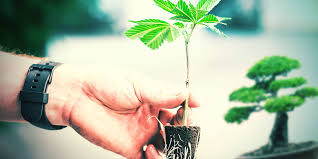 Although we may think of them as japanese, the plant is originally a native of china. Take Cannabis Cloning To The Next Level With Bonsai Mother Plants Zamnesia Blog