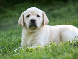 Yellow Labrador Retriever Puppies For Sale Breeders Hidden Pond Labradors