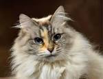 Ragdoll Breeders Wisconsin | United States | Starliterags