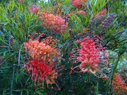 With the long growing season of zone 9 landscapes, long blooming flowers are very important. Shrubs Multiflora Enterprises