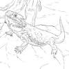 These lizard coloring pictures can be quite fun and exciting for your little boy to color because he might already have an iguana as a pet in the house. 1