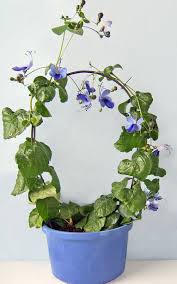 Image result for Clerodendrum buchneri