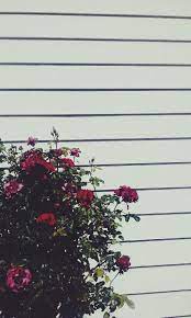 Tumblr Aesthetic Wallapaper Roses Wall Grunge Trendy Iphone Wallpaper Leafs Plants Phot Iphone Wallpaper Grunge Wallpaper Iphone Tumblr Grunge Tumblr Wallpaper See more ideas about aesthetic wallpapers, aesthetic iphone wallpaper, aesthetic pictures.