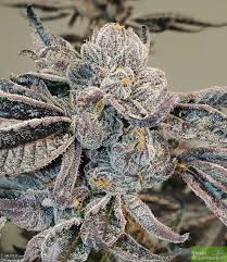 There are two phenotypes of runts that share many traits. Runtz Feminised Seeds Mushigoat Seed Co