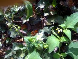 Fruits and blackberry bush backlit. What Are These White Flowers With Berries