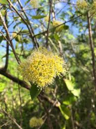 Image result for Pisonia aculeata