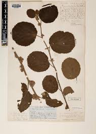 Image result for Grewia herbacea