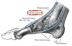 How To Self Treat Posterior Tibialis Pain Marathon Training Academy