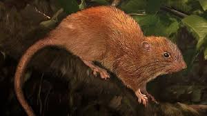 Tikus Pohon Raksasa Ditemukan di Kepulauan Solomon - Tekno Tempo.co