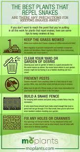 We did not find results for: The Best Plants That Repel Snakes Mo Plants