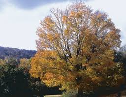 Acer saccharum — id 767 symbol key acsa3 common name sugar maple family aceraceae category dicot division magnoliophyta us nativity native to u.s. Acer Saccharum Practicality Brown