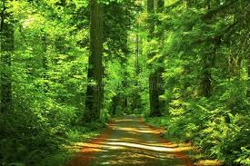 We did not find results for: Pacific Northwest Forest Trail A Picture Of An Pacific Northwest Washington Sta Affiliate Forest Trail Pa Forest Trail State Forest Pacific Northwest