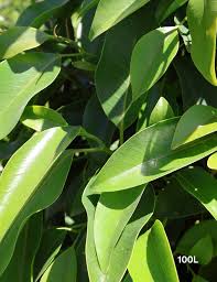 Image result for Ficus obliqua
