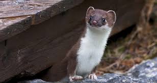 Check spelling or type a new query. How To Protect Chickens From Weasels Predator Guard Predator Deterrents And Repellents