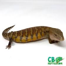 Blue Tongue Skink For Sale Baby Blue Tongue Skinks For Sale Online Blue Tongue Skink Reptiles Pet Breeds