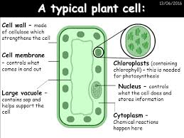 Maybe you would like to learn more about one of these? 13 06 2016 Biology 2 Aqa Additional Science 13 06 2016 A Typical Plant Cell Cell Wall Made Of Cellulose Which Strengthens The Cell Cell Membrane Ppt Download