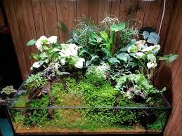 The Celestial Swamp Riparium Paludarium Hybrid By Nigel Tobey Plants Aquascape Swamp