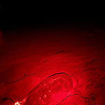 Nighttime Sea Turtle Nesting Walk