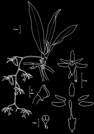 Image result for Diaphananthe