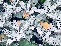 Although, many varieties of this plant have been cultivated by breeders. 7 Different Types Of Dusty Miller Home Stratosphere