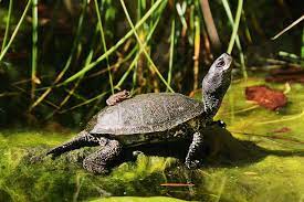 We did not find results for: Europaische Sumpfschildkrote Nationalpark Donau Auen