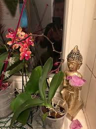 Image result for puklice na orchideích obrázek