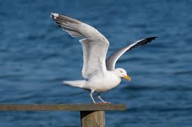 Image result for seagull