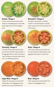 Tomatoes Ripening Chart Cool How To Ripen Tomatoes