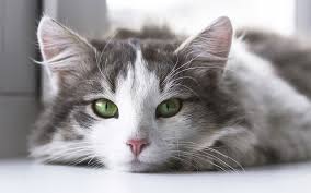 How Long Do Cats Live A Guide To Cat Lifespan And Living Longer
