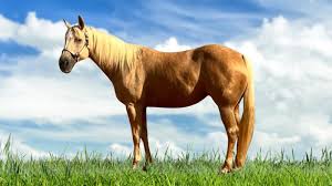 Maria Clara Haras - Plantel