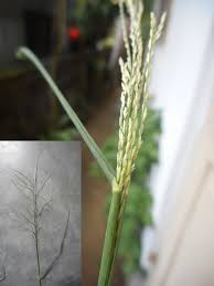 Image result for Pseudechinolaena polystachya