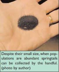 This means the leaves start to turn yellow and lose that healthy green glow. Springtails What Do Springtails Do And How Do You Get Rid Of Them