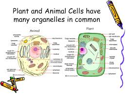 Animal cell organelles vs plant. Cell Structure Organelles Recall The Characteristics Of Life All Living Things Share The Following Cells Organization Energy Use Homeostasis Growth Development Ppt Download